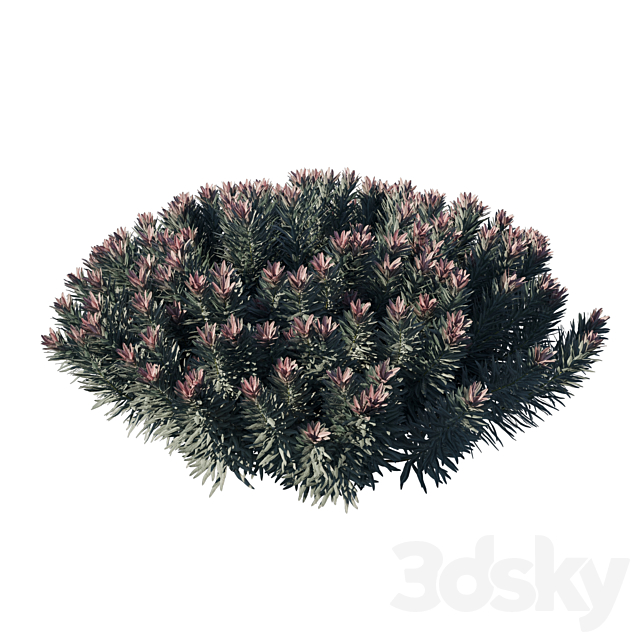 Euphorbia Blackbird 02 3ds Max - thumbnail 2