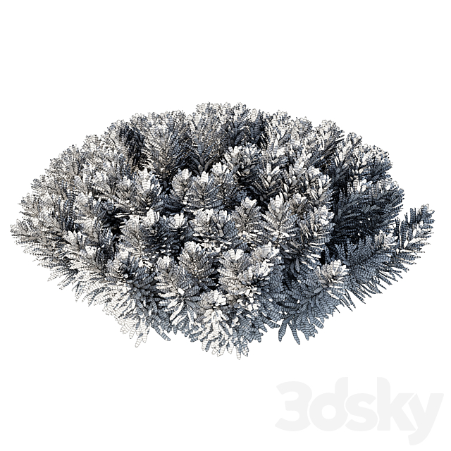 Euphorbia Blackbird 02 3ds Max - thumbnail 3