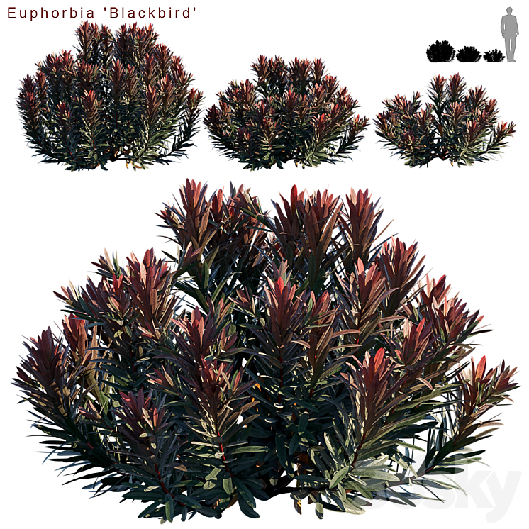 Euphorbia Blackbird | Cushion spurge 3DS Max - thumbnail 1