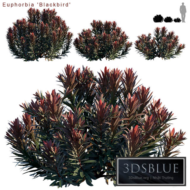 Euphorbia Blackbird | Cushion spurge 3DS Max - thumbnail 3