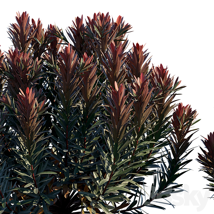 Euphorbia Blackbird | Cushion spurge 3DS Max - thumbnail 2