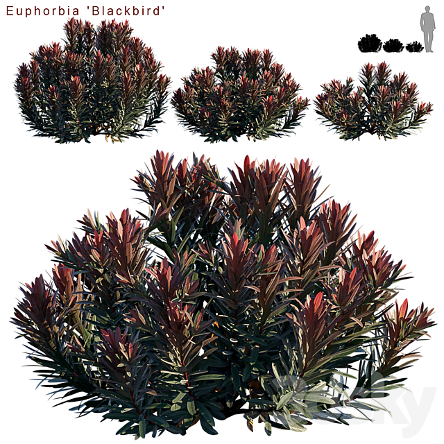 Euphorbia Blackbird | Cushion spurge 3DSMax File - thumbnail 1