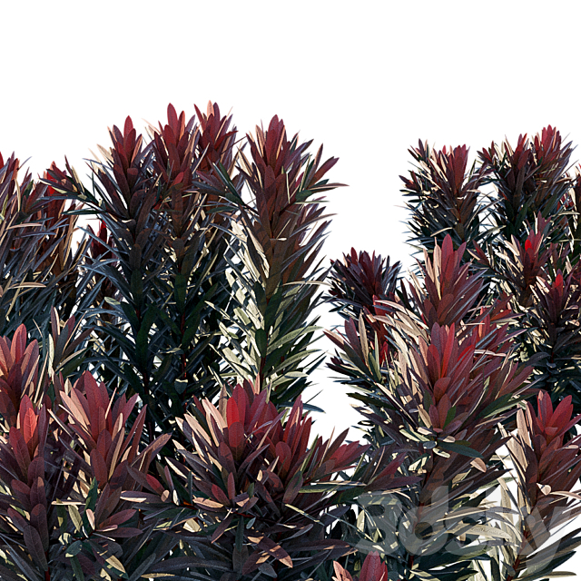 Euphorbia Blackbird | Cushion spurge 3DSMax File - thumbnail 3