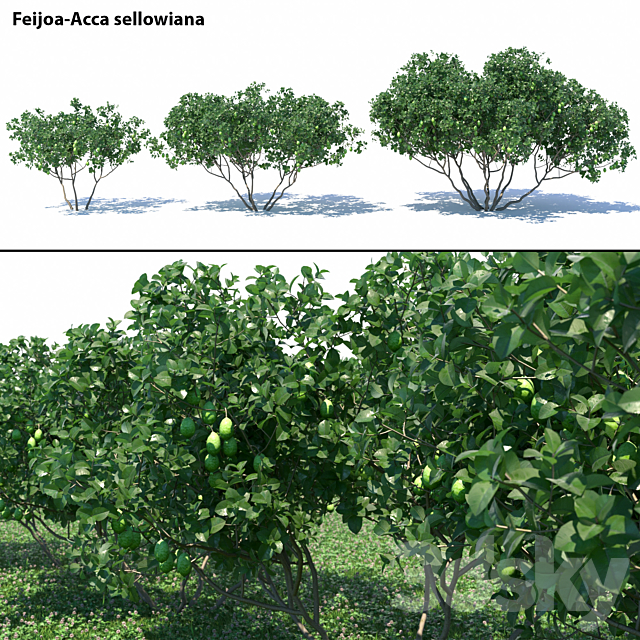 Feijoa – Acca sellowiana 3ds Max - thumbnail 1