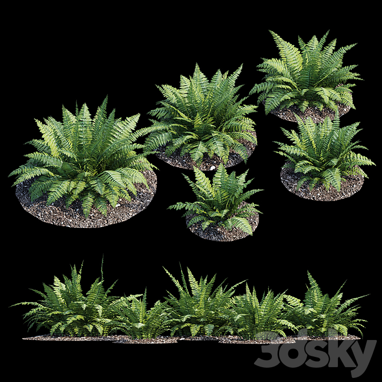 Fern bush 3DS Max - thumbnail 1