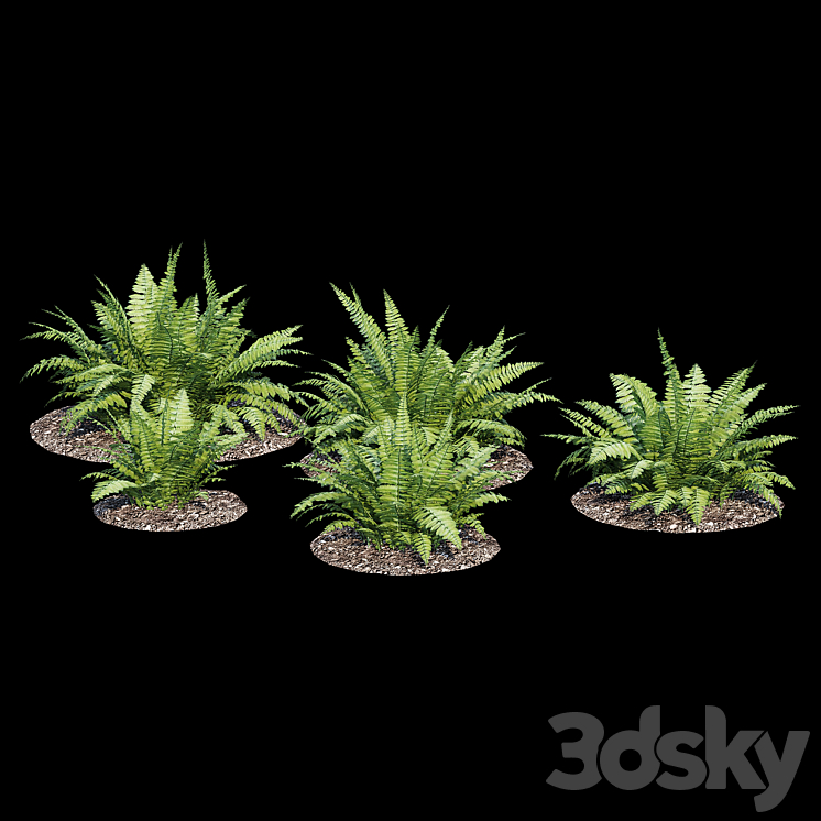 Fern bush 3DS Max - thumbnail 2