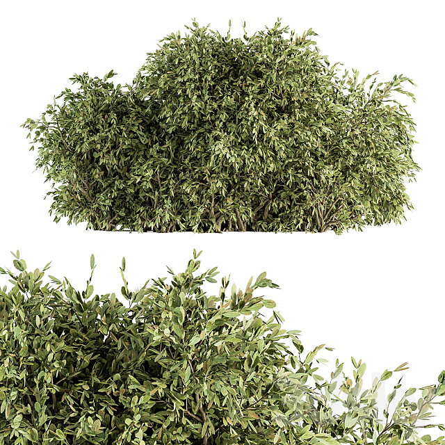 Ficuss Bush – Bush Set 13 3ds Max - thumbnail 1