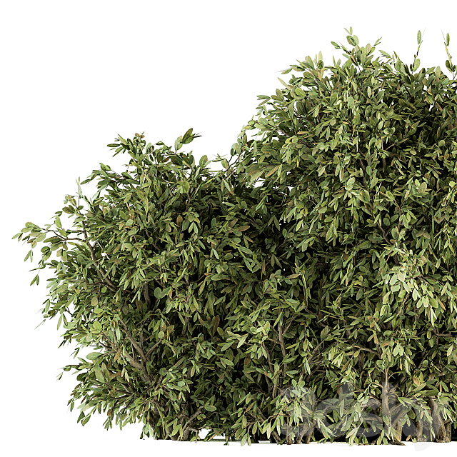 Ficuss Bush – Bush Set 13 3ds Max - thumbnail 2