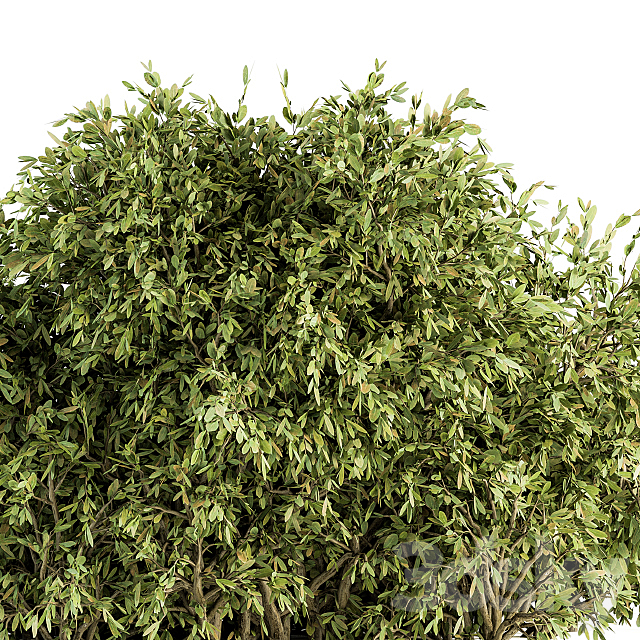 Ficuss Bush – Bush Set 13 3ds Max - thumbnail 3