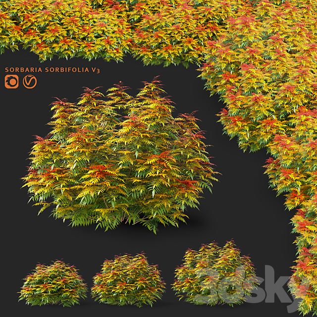 Fieldfare bushes | Sorbaria sorbifolia v3 3ds Max - thumbnail 1