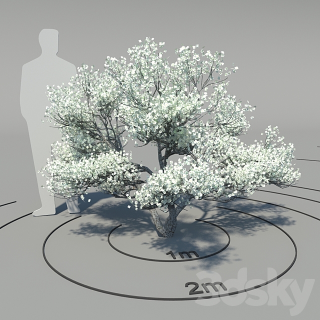 Flowering dogwood (Cornus florida) 3ds Max - thumbnail 1