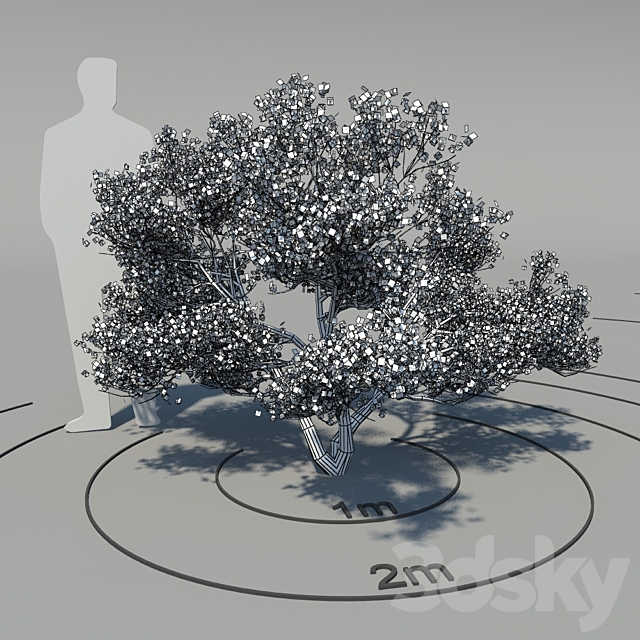 Flowering dogwood (Cornus florida) 3ds Max - thumbnail 2