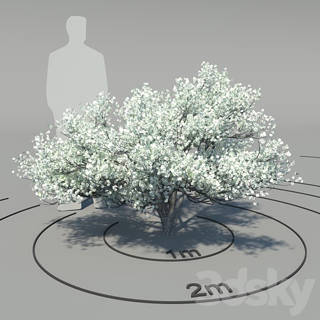 Flowering dogwood (Cornus florida) 3ds Max - thumbnail 1