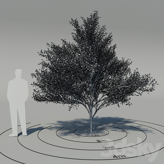 Flowering dogwood (Cornus florida) 3DS Max Model - thumbnail 2