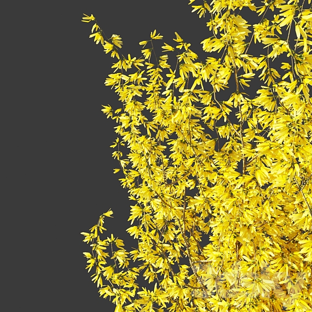 Forsythia Medium _ Forsythia intermedia 3DS Max Model - thumbnail 2