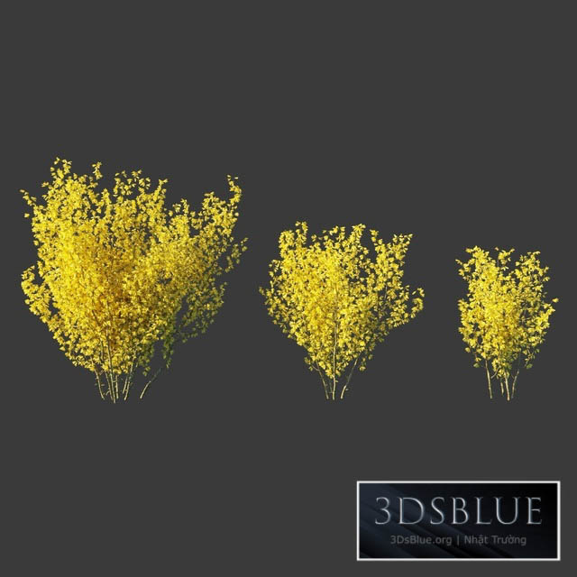 Forsythia Medium \/ Forsythia intermedia 3DS Max - thumbnail 3