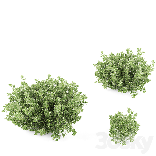 Fortescu bushes | Euonymus Fortunei Emerald Gaiety 3DS Max Model - thumbnail 2