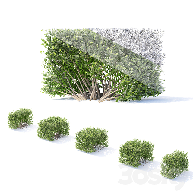 Fortune euonymus. Hedgerow | Euonymus fortunei # 2 3ds Max - thumbnail 2