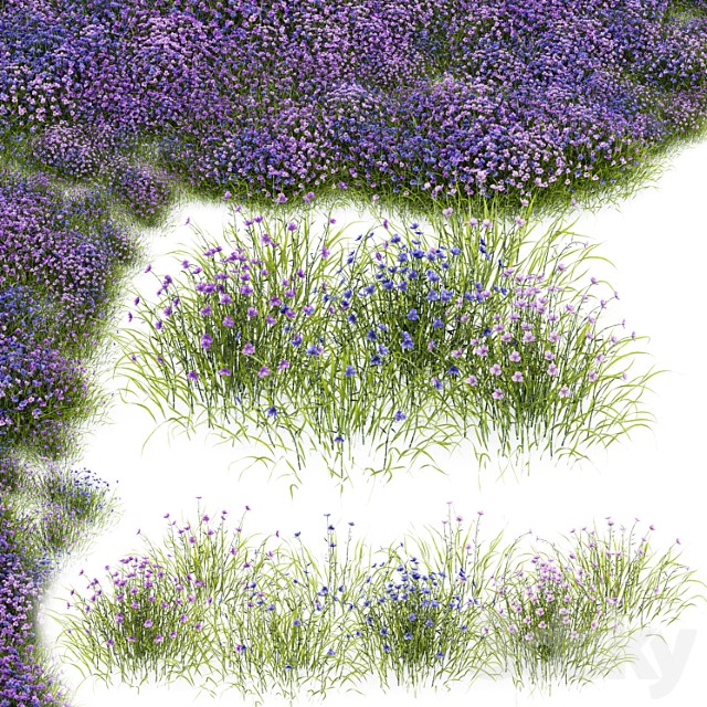 Fringe Lily Plants 3dsmax Download - thumbnail 1