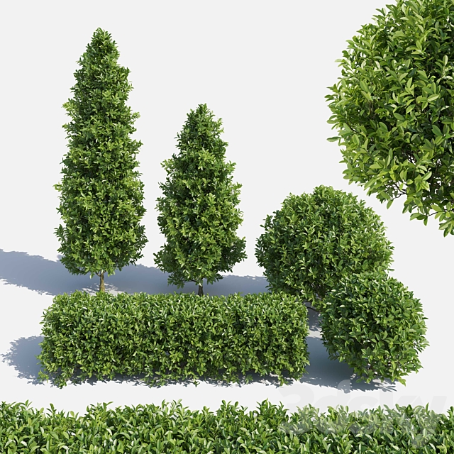 Garden Plant Set 02 Ficus annulata. 3DSMax File - thumbnail 1