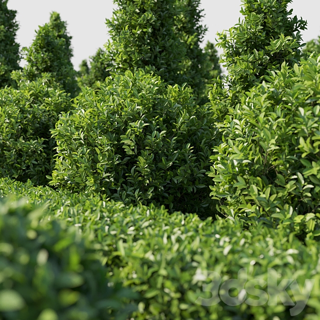 Garden Plant Set 02 Ficus annulata. 3DSMax File - thumbnail 3