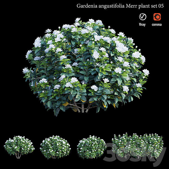 Gardenia angustifolia Merr plant set 05 3ds Max - thumbnail 1