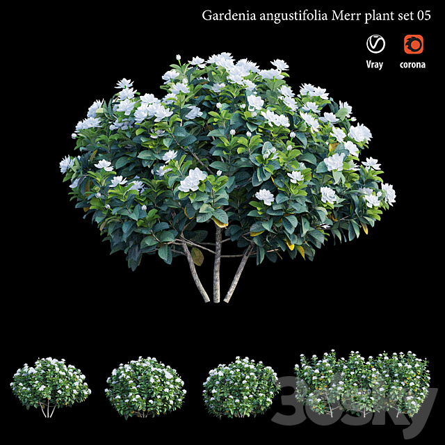 Gardenia angustifolia Merr plant set 05 3ds Max - thumbnail 2