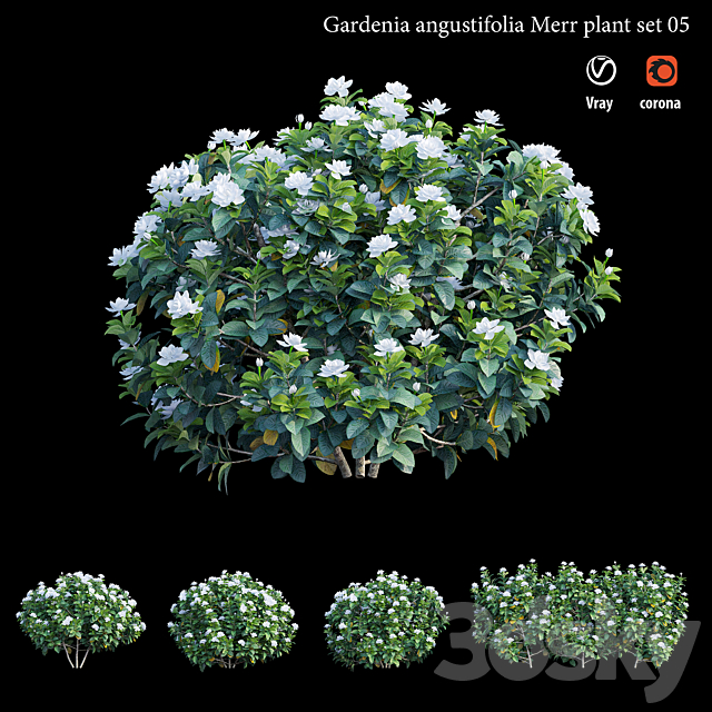 Gardenia angustifolia Merr plant set 05 3ds Max - thumbnail 3