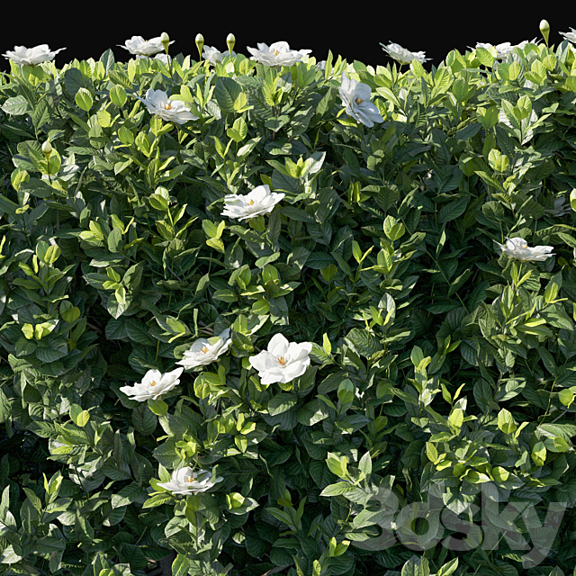 Gardenia augusta 02 3DSMax File - thumbnail 2