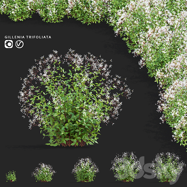 Gilenia trifoliate flowers | Gillenia trifoliata 3ds Max - thumbnail 1