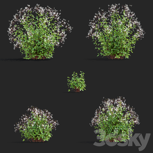 Gilenia trifoliate flowers | Gillenia trifoliata 3ds Max - thumbnail 2