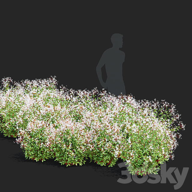 Gilenia trifoliate flowers | Gillenia trifoliata 3ds Max - thumbnail 3