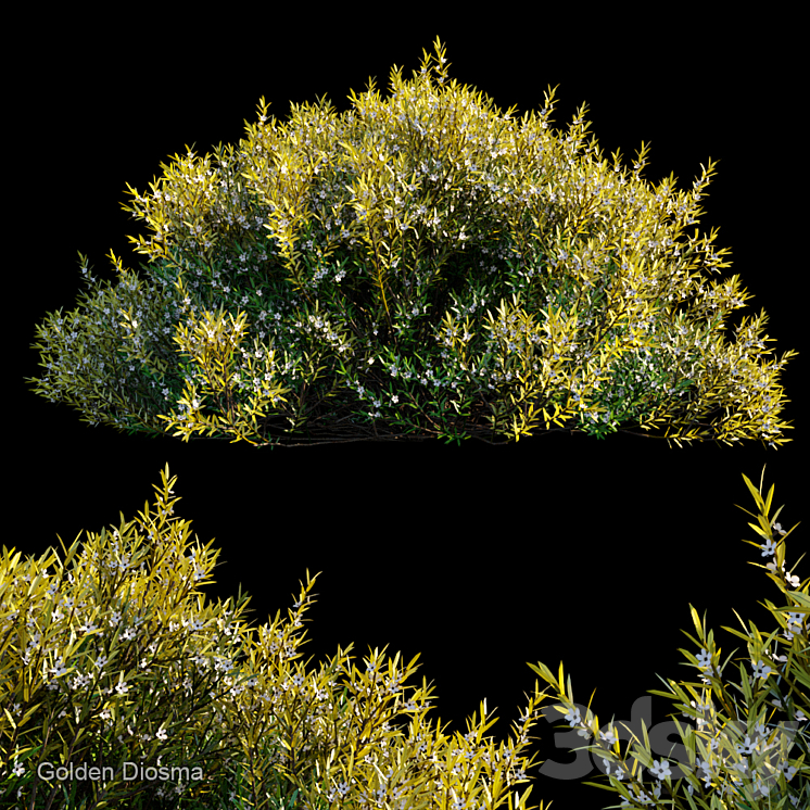 Golden diosma 3DS Max - thumbnail 1