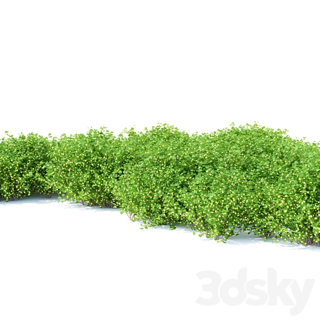 Gooseberry bushes | Gooseberry 3DS Max Model - thumbnail 3