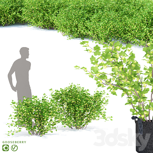 Gooseberry bushes | Gooseberry 3dsMax Model - thumbnail 1