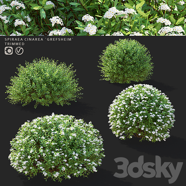 Gray spirea trimmed bushes | Spiraea cinerea grefsheim 3ds Max - thumbnail 1