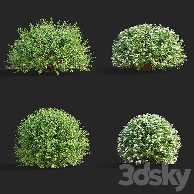 Gray spirea trimmed bushes | Spiraea cinerea grefsheim 3ds Max - thumbnail 2