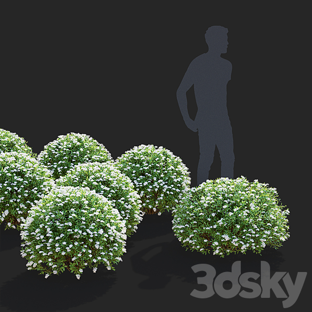 Gray spirea trimmed bushes | Spiraea cinerea grefsheim 3ds Max - thumbnail 3