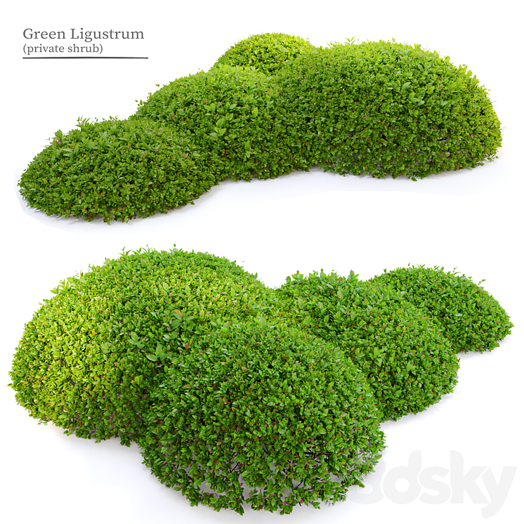 Green Ligustrum 3DS Max - thumbnail 1