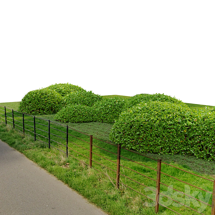 Green Ligustrum 3DS Max - thumbnail 2