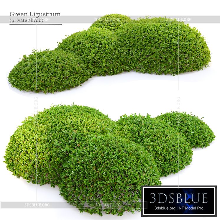 Green Ligustrum 3DS Max - thumbnail 3