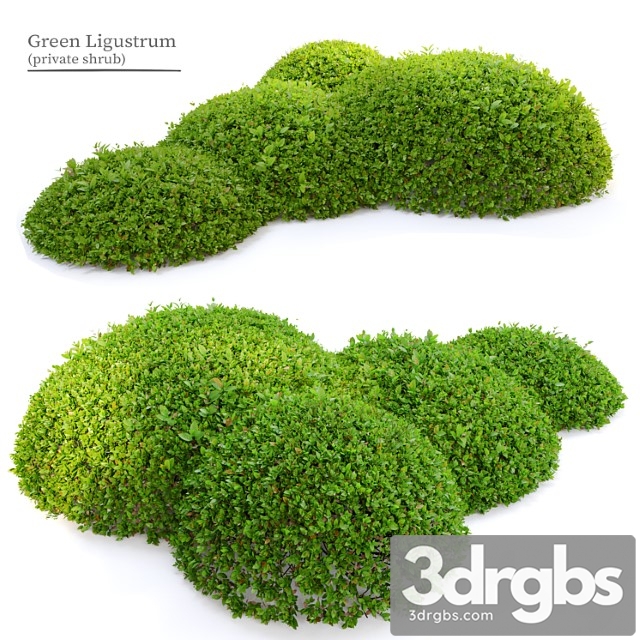 Green ligustrum - thumbnail 1