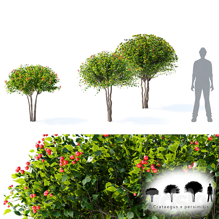 Hawthorn plowy | Crataegus x persimilis 3DS Max - thumbnail 1