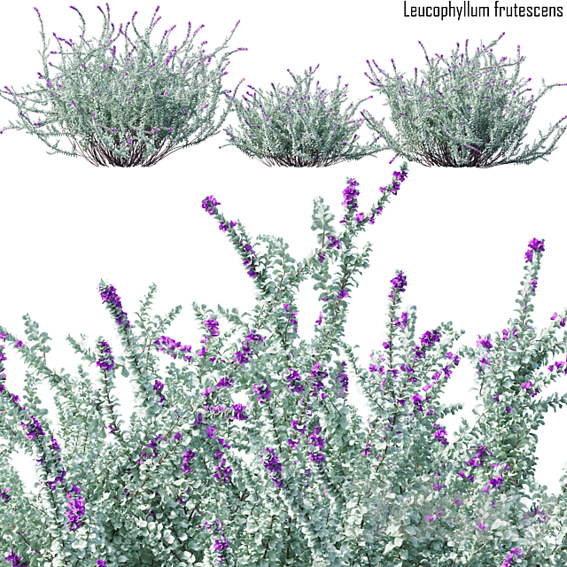 Heavenly cloud sage | Leucophyllum frutescens # 2 3ds Max - thumbnail 1