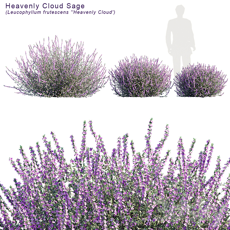 Heavenly cloud sage | Leucophyllum frutescens 3DS Max - thumbnail 1