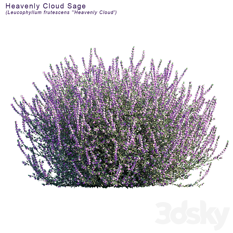 Heavenly cloud sage | Leucophyllum frutescens 3DS Max - thumbnail 2