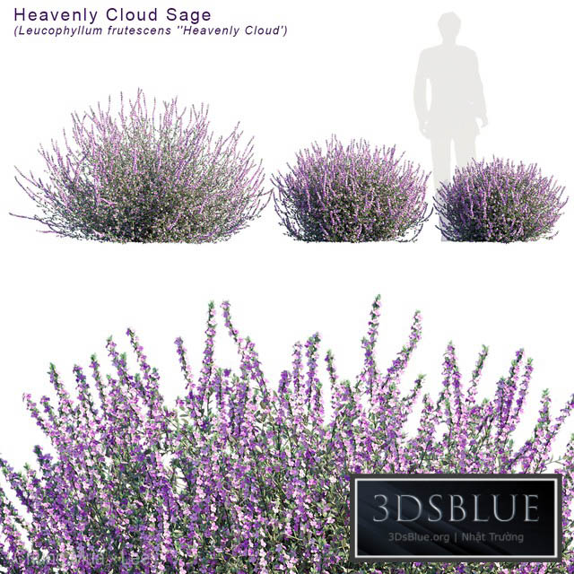 Heavenly cloud sage | Leucophyllum frutescens 3DS Max - thumbnail 3