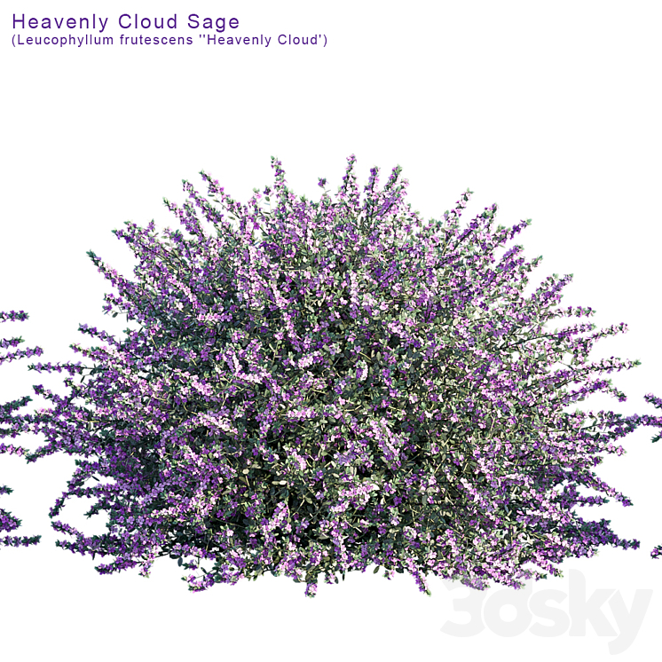 Heavenly Cloud Sage | Leucophyllum frutescens 3DS Max - thumbnail 2