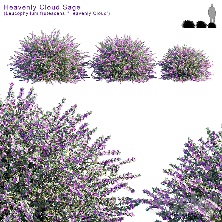 Heavenly Cloud Sage | Leucophyllum frutescens 3DS Max - thumbnail 1