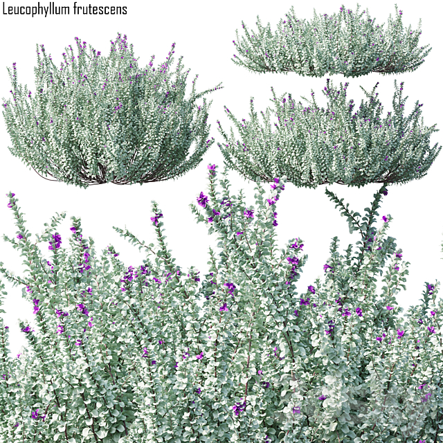 Heavenly cloud sage | Leucophyllum frutescens 3ds Max - thumbnail 1